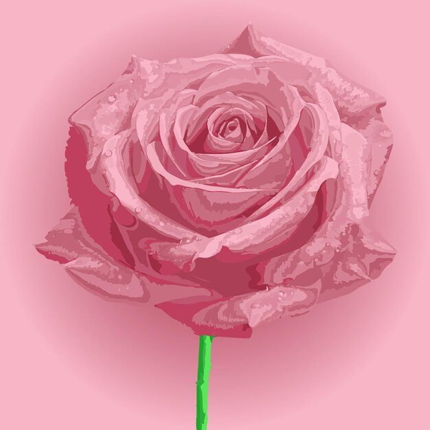 vector art of pink roses