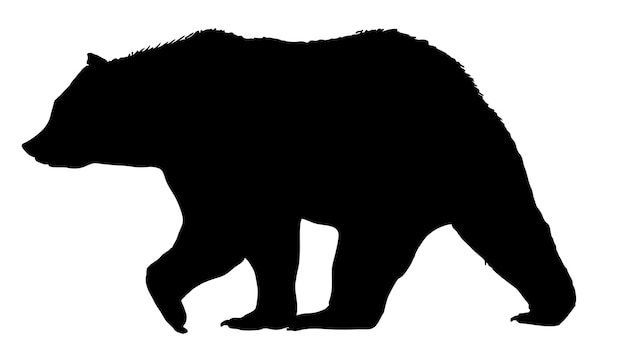 Vector bear silhouette isolated on white background