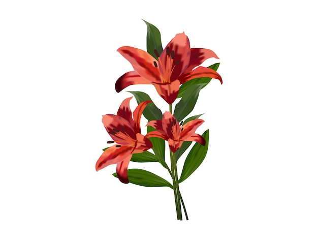 vector beautiful lily with green leaf on white background