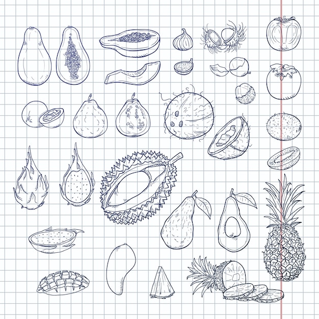 Vector Big of Sketch Exotic Fruits