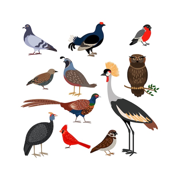 Vector bird isolated icons