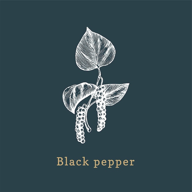 Vector Black Pepper sketch Drawn spice herb in engraving style Botanical illustration of organic eco plant Used for farm sticker shop label etc