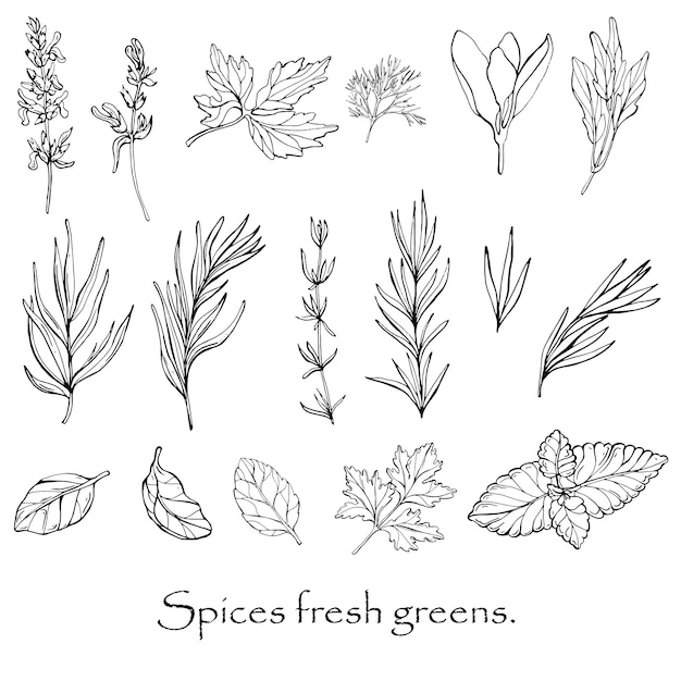 Vector black and white drawing of spicy spices.