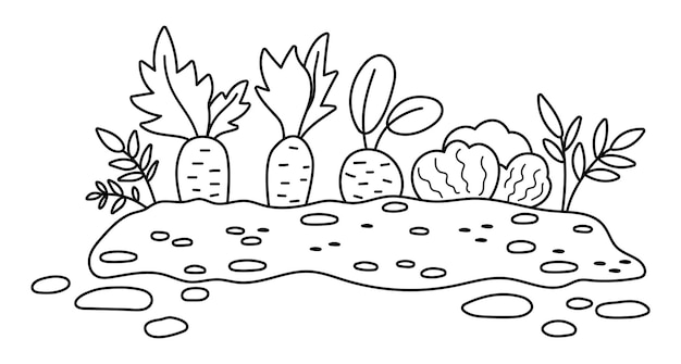 Vector black and white garden sprouted plants isolated on white background Outline spring vegetable nursery bed illustration Gardening or farm seed bed line icon with carrot cabbage beetroot