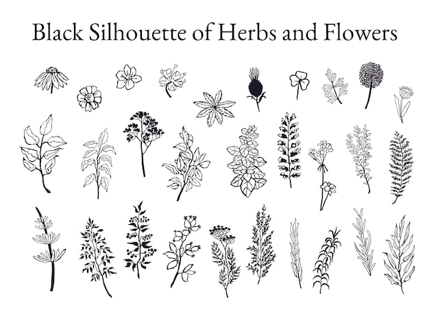 Vector black and white illustration set of herbs plants and flowers Hand drawn graphic sketches