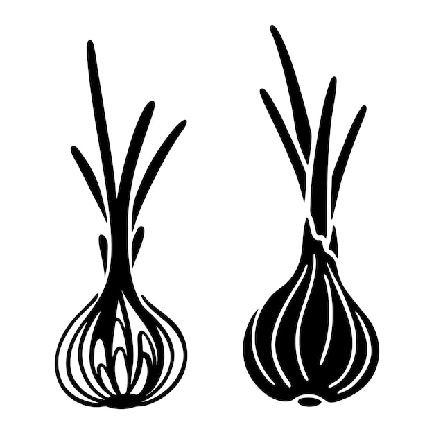 Vector black and white illustration of two silhouettes of an onion in section and in whole