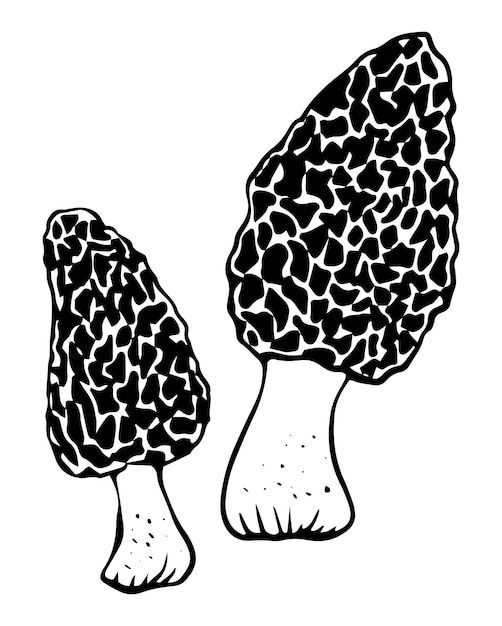 Vector black and white morel mushrooms doodle style isolated on white background