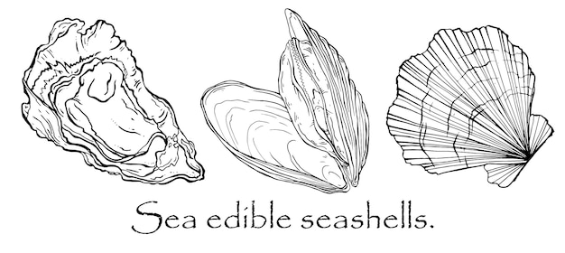 Vector black and white pattern of seashells, mussels, scallop