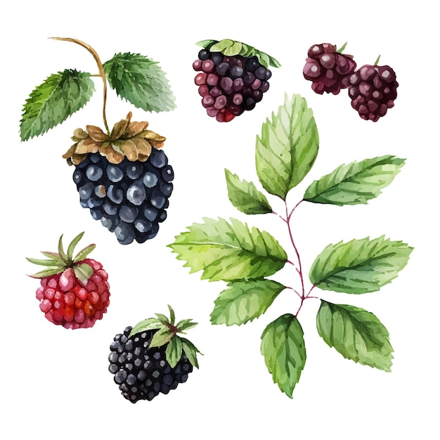 Vector blackberries painting hand drawn watercolor painting on white background