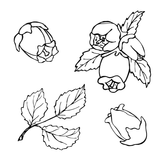 Vector blueberry leaves and flower clipart Hand drawn plant illustration For print web design decor