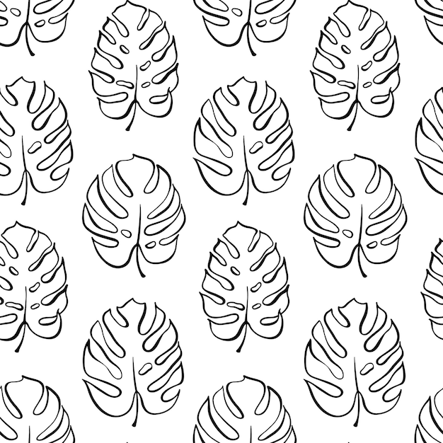 Vector botanical illustration of monstera leaf Isolated outline drawing