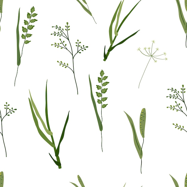 Vector botanical seamless pattern of isolated plants on a white background Flowering field grass