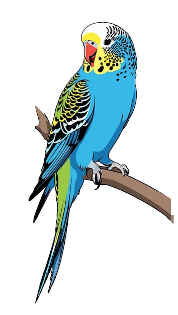 vector of a budgie