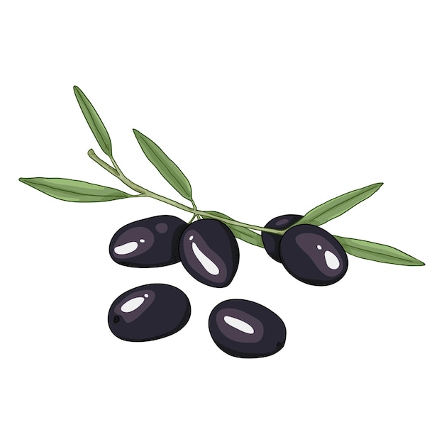 Vector Cartoon Black Olives