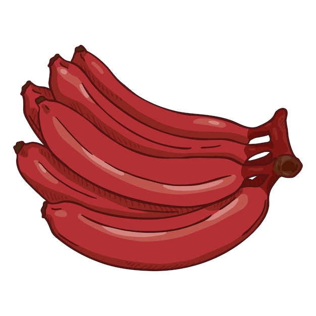 Vector Cartoon Bunch of Red Bananas