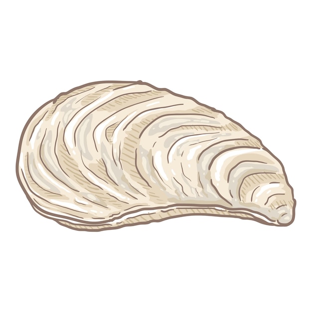 Vector Cartoon Closed White Mussel Illustration