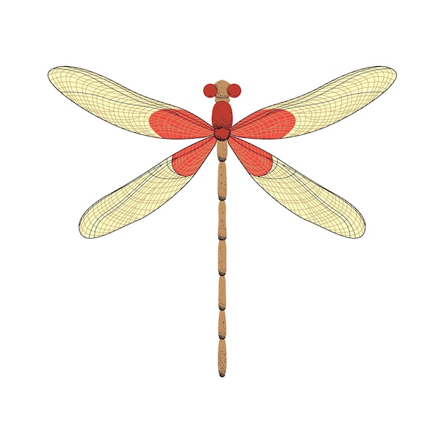 Vector cartoon Dragonfly character Funny dragon fly illustration