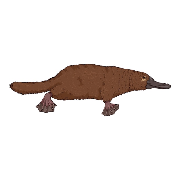 Vector vector cartoon of duckbill platypus illustration