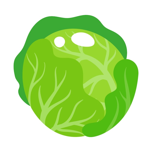 Vector cartoon fresh cabbage vegetable. Eco food shopping.