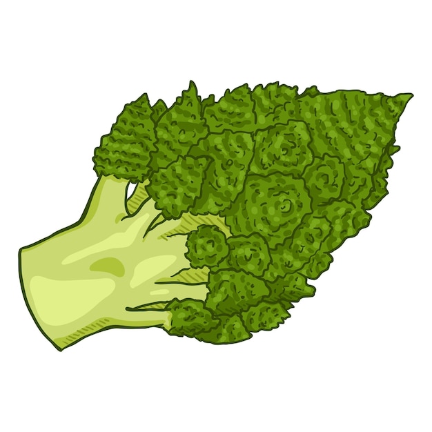 Vector vector cartoon green romanesco cauliflower