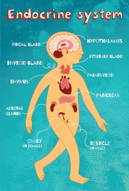 Vector cartoon illustration of endocrine system for kids