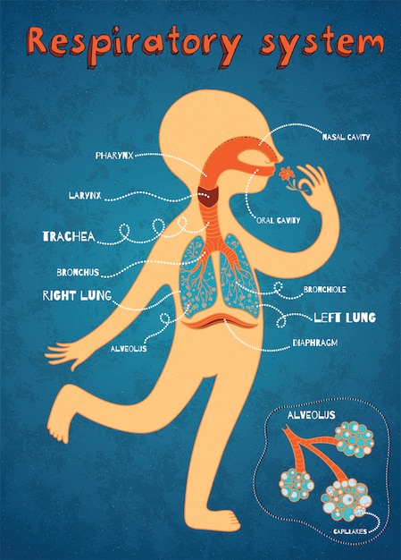 Vector cartoon illustration of human respiratory system for kids