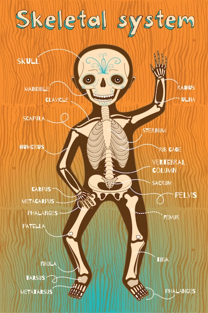 Vector cartoon illustration of human skeletal system for kids