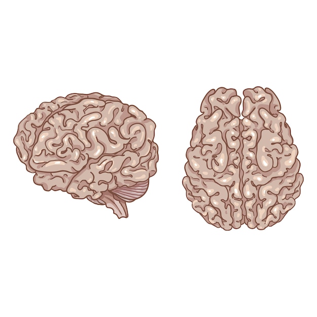 Vector Cartoon Illustrations of Human Brain