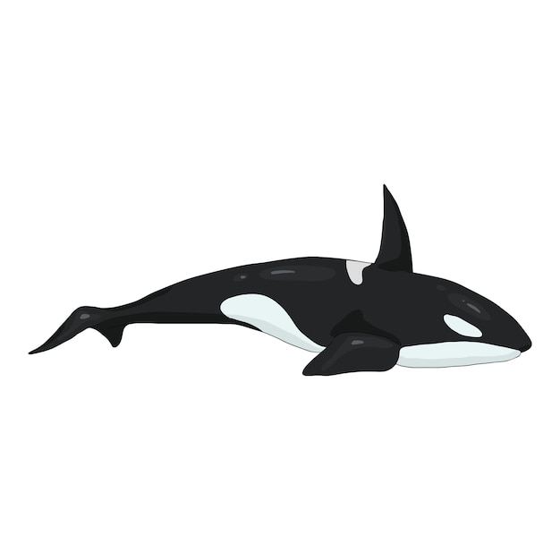 Vector Cartoon Orcinus Orca Killer Whale Illustration