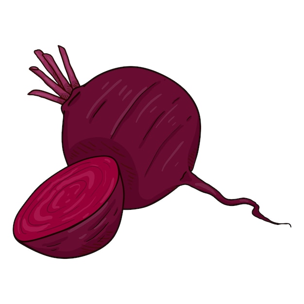 Vector Cartoon Red Beetroot Illustration