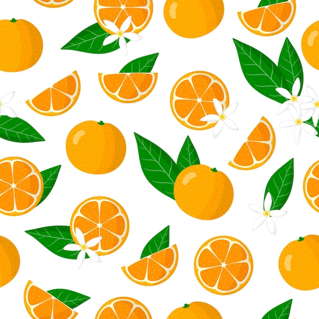 Vector cartoon seamless pattern with Citrus microcarpa or Citrofortunella exotic fruits, flowers and leafs