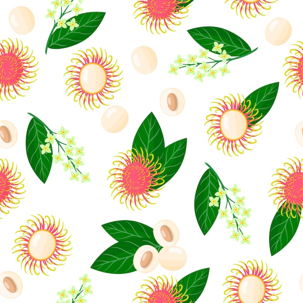 Vector cartoon seamless pattern with Nephelium lappaceum or Rambutan exotic fruits, flowers and leaf on white background