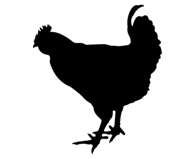 Vector chicken silhouette isolated on white background