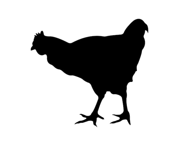 Vector chicken silhouette isolated on white background