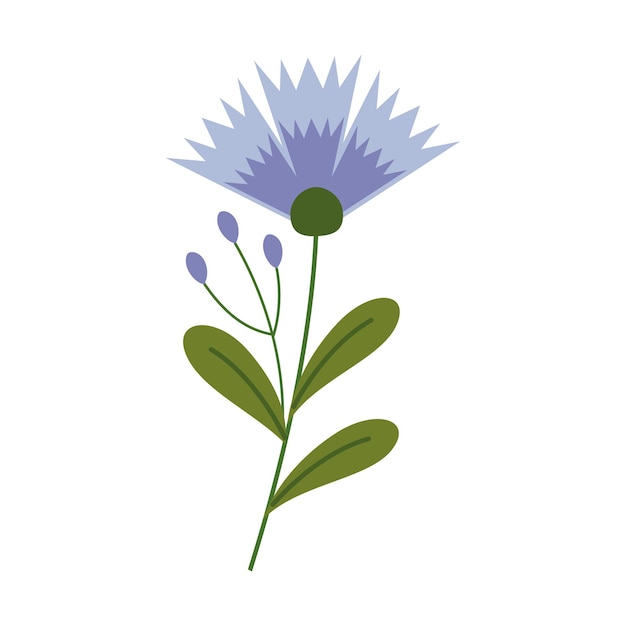 Vector chicory flower isolated on white background Illustration of a flowering branch of a medicinal plant in a cartoon flat style