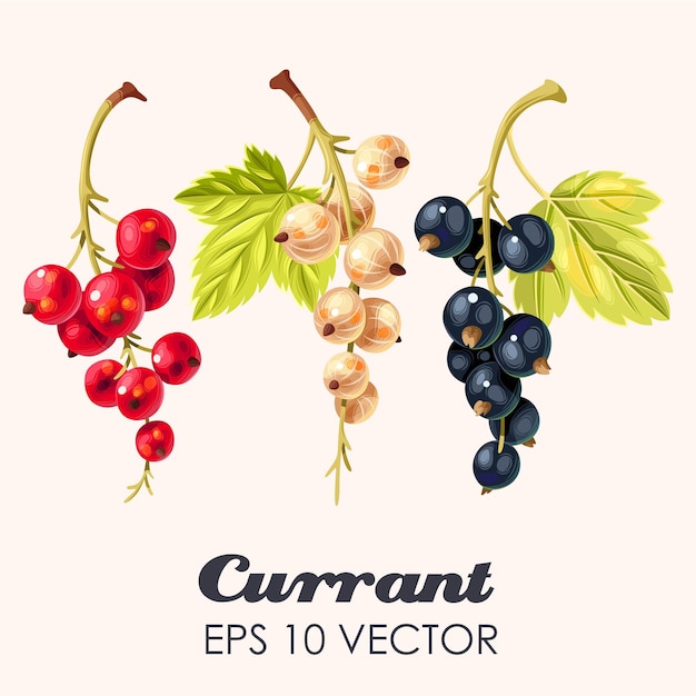 Vector collection of currant berries