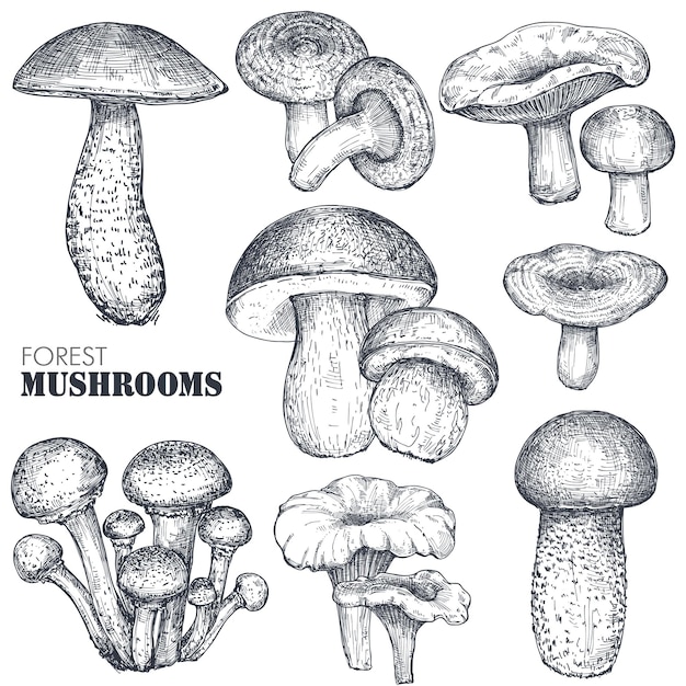 Vector collection of hand drawn forest mushrooms. Isolated sketch objects, food drawing. Porcini, boletus, honey agaric, chanterelle, russula. Vegetarian product for menu, market, packaging