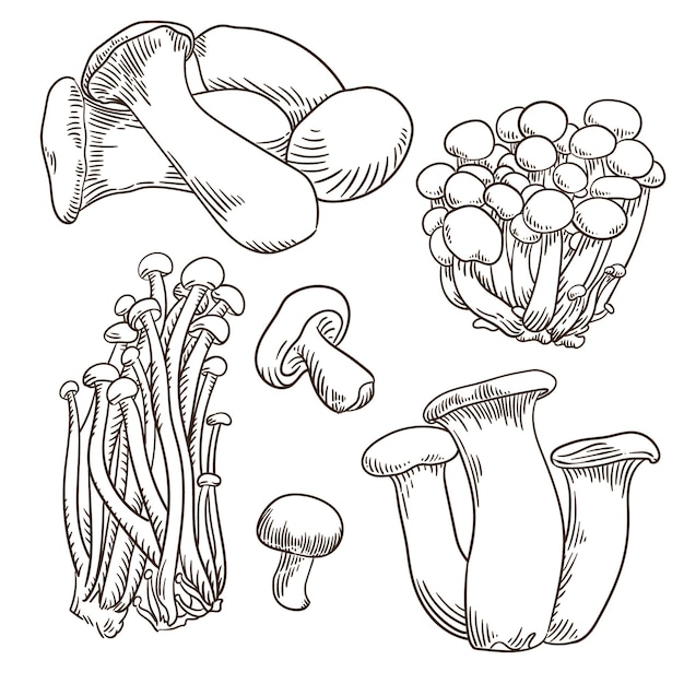 Vector collection of hand drawn mushrooms engraved