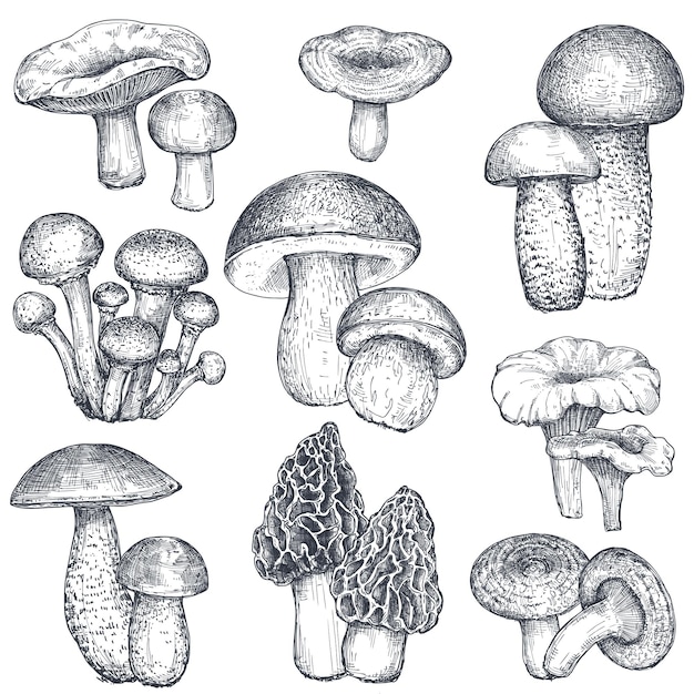 Vector collection of hand drawn mushrooms. Isolated sketch objects, food drawing. Porcini, morel, boletus, honey agaric, chanterelle, russula. Vegetarian product for menu market packaging