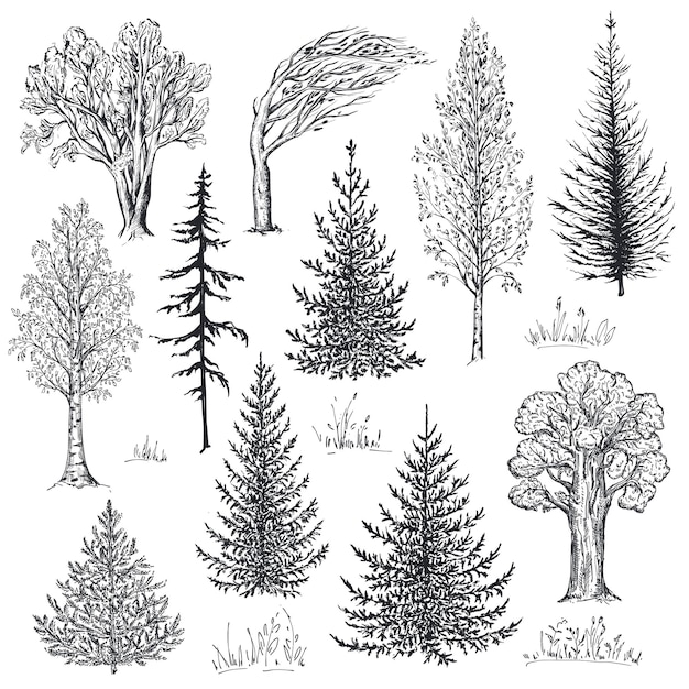 Vector collection of hand drawn trees in sketch style Fir birch oak Forest nature set