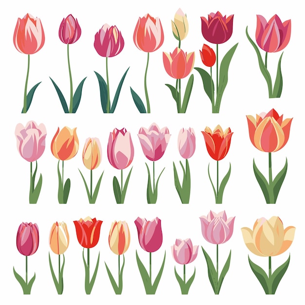 Vector collection set of tulip flower