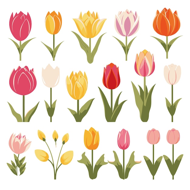 Vector collection set of tulip flower