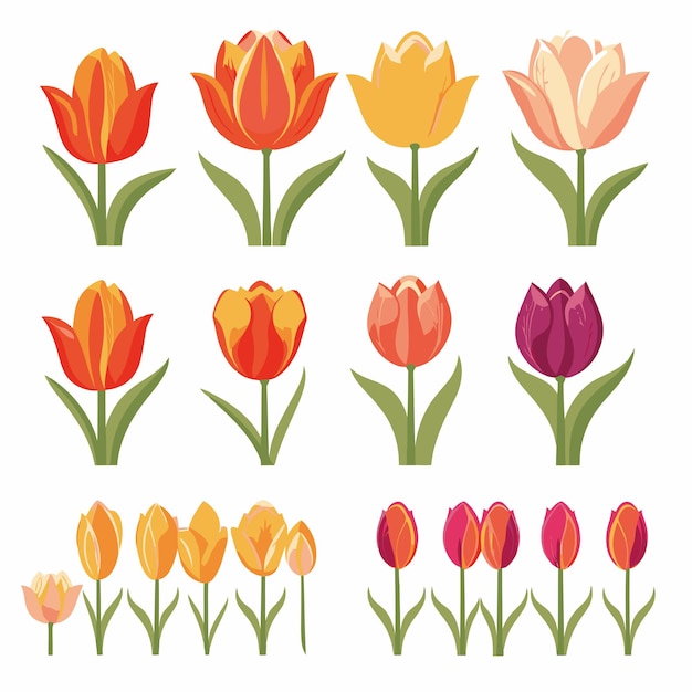 Vector collection set of tulip flower