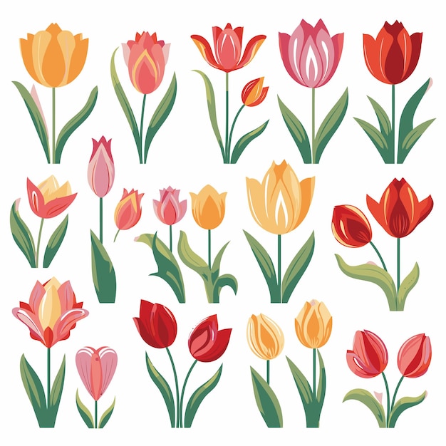 Vector collection set of tulip flower