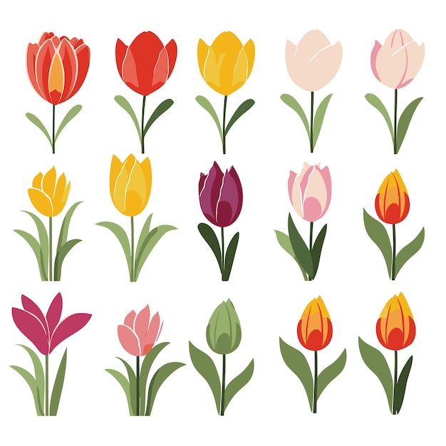 Vector collection set of tulip flower