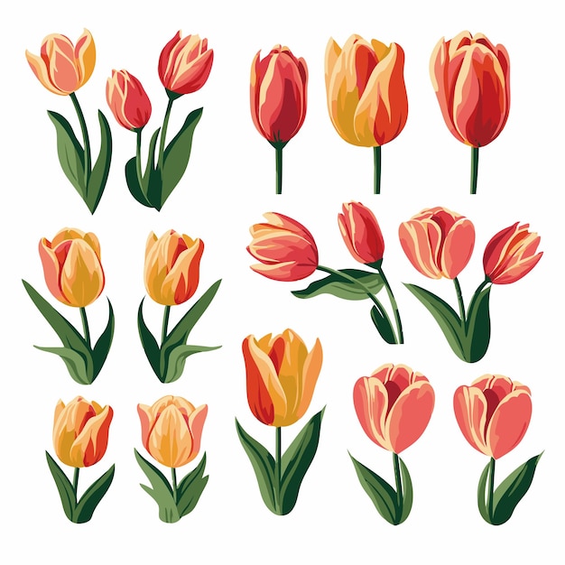 Vector collection set of tulip flower