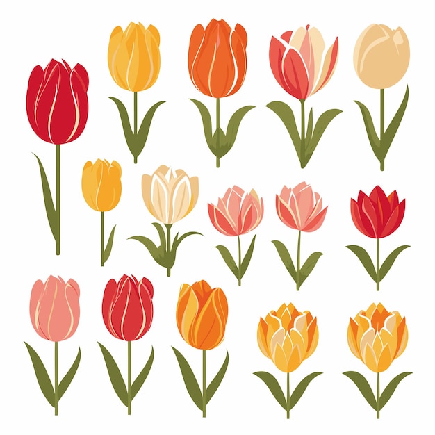 Vector collection set of tulip flower