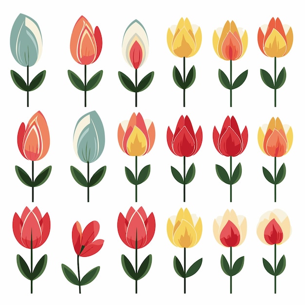 Vector collection set of tulip flower