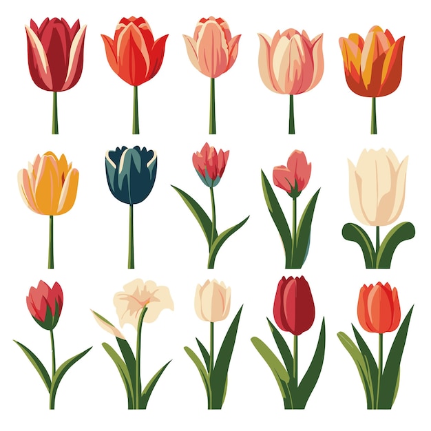 Vector collection set of tulip flower