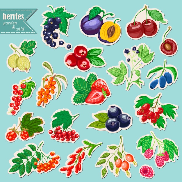 Vector collection of stikers with berries